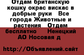 Отдам британскую кошку окрас вискас в добрые руки - Все города Животные и растения » Отдам бесплатно   . Ненецкий АО,Носовая д.